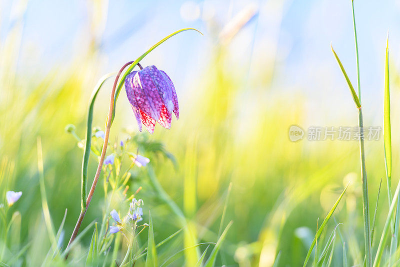 蛇头贝母(Fritillaria meleagris)在一个美丽的春天夕阳草场上